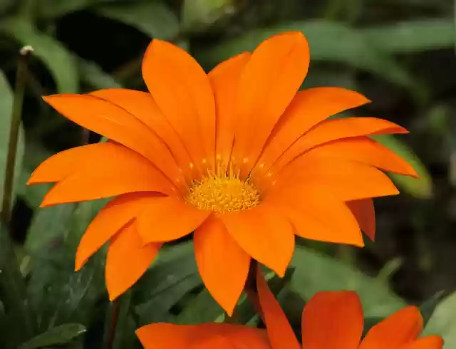 Free download flower plant petals leaves free picture to be edited with GIMP free online image editor