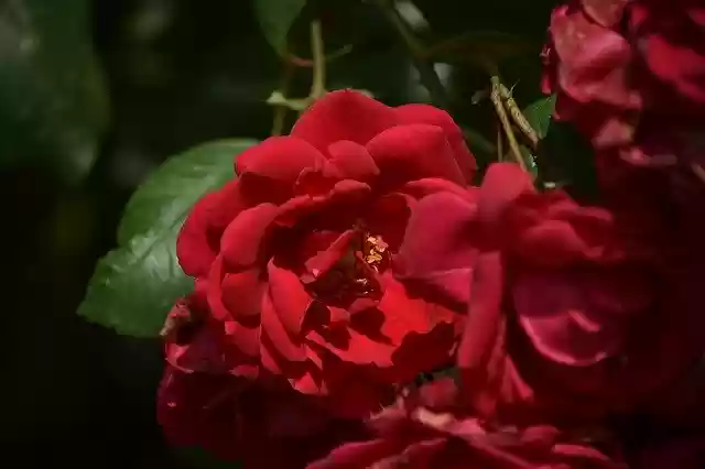 Free download Flower Plant Rosa -  free photo or picture to be edited with GIMP online image editor