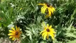 Free download Flower Plants Bed -  free video to be edited with OpenShot online video editor