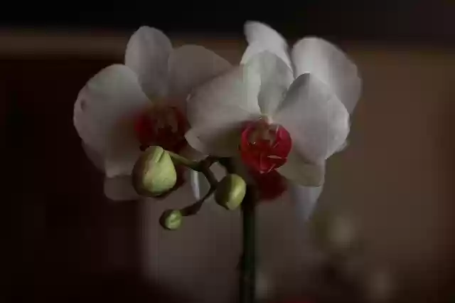 無料でダウンロードできる花植物の花 - GIMPオンライン画像エディタで編集できる無料の写真や画像