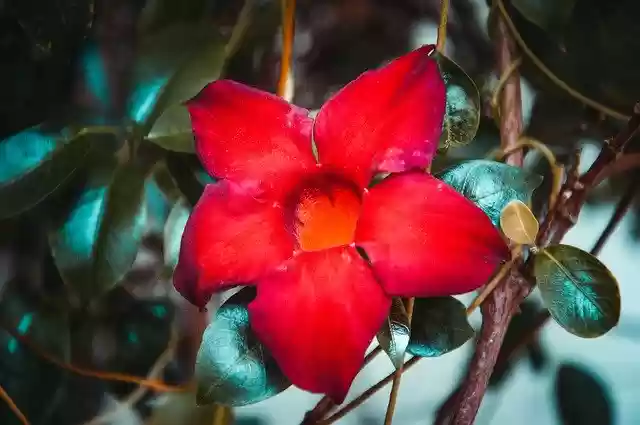 免费下载花卉植物之星 - 使用 GIMP 在线图像编辑器编辑的免费照片或图片