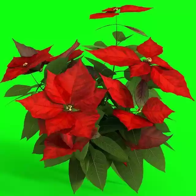 Free download Flower Poinsettia Plant -  free illustration to be edited with GIMP free online image editor