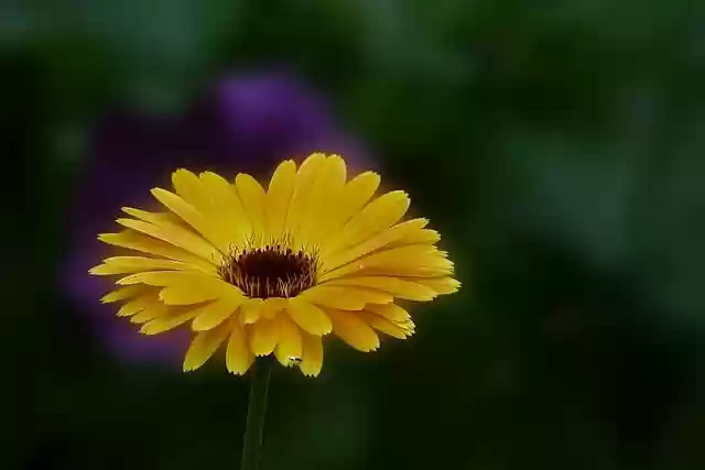 Free download flower pointed flower nature yellow free picture to be edited with GIMP free online image editor