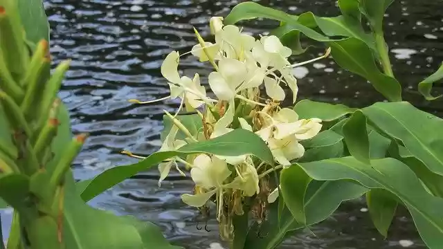Free download Flower Pond Water -  free photo or picture to be edited with GIMP online image editor