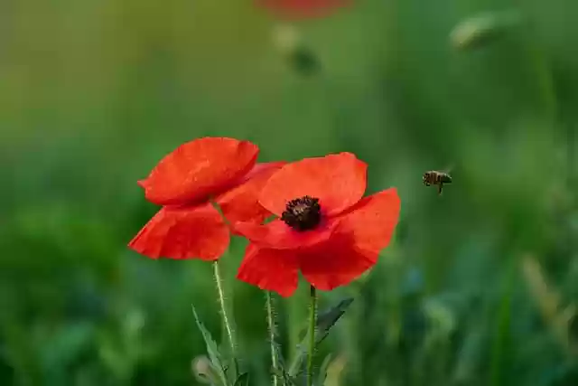 Free download flower poppy bee spring flowers free picture to be edited with GIMP free online image editor