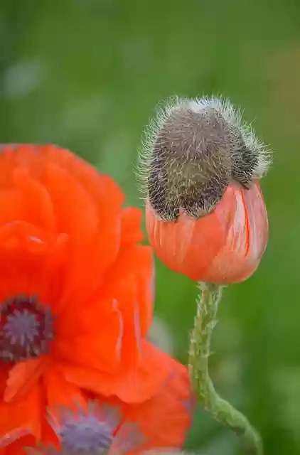 Free download flower poppy bud to flourish free picture to be edited with GIMP free online image editor