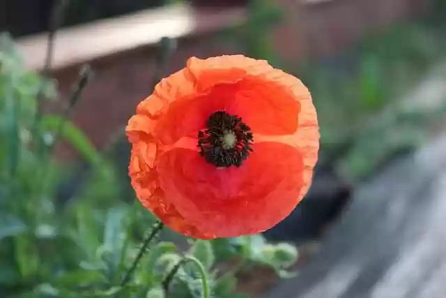 Free download flower poppy flora plant nature free picture to be edited with GIMP free online image editor