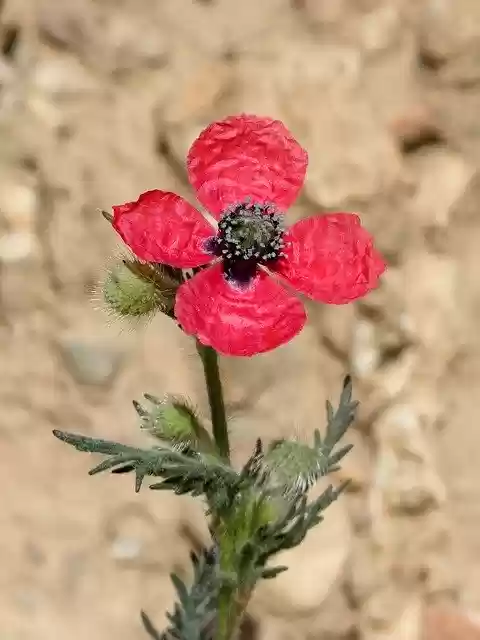 Free download Flower Poppy Sad Papaver -  free photo or picture to be edited with GIMP online image editor
