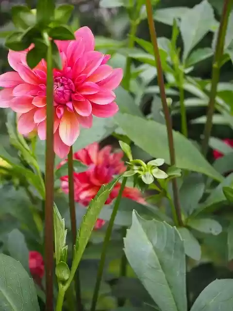 Free download Flower Power Garden -  free photo or picture to be edited with GIMP online image editor