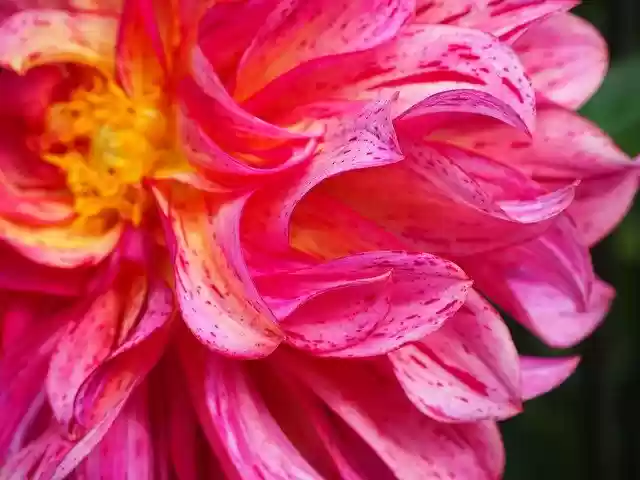 Free download Flower Power Sun -  free photo or picture to be edited with GIMP online image editor
