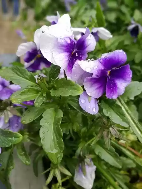 Free download Flower Raindrop Nature -  free free photo or picture to be edited with GIMP online image editor