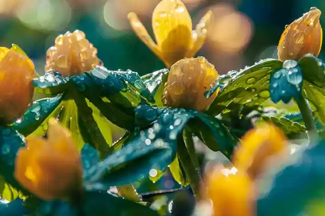 Free download flower rain spring flowers nature free picture to be edited with GIMP free online image editor