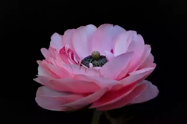 Free download flower ranunculus blossom bloom free picture to be edited with GIMP free online image editor