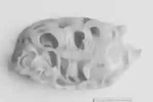 Free download Flower receptacle free photo or picture to be edited with GIMP online image editor