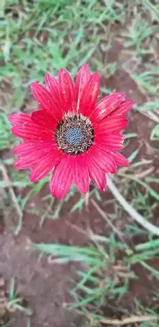 Free download Flower Red Dull -  free photo or picture to be edited with GIMP online image editor