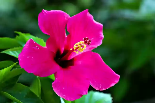 Free download flower red hibiscus hibiscus flora free picture to be edited with GIMP free online image editor