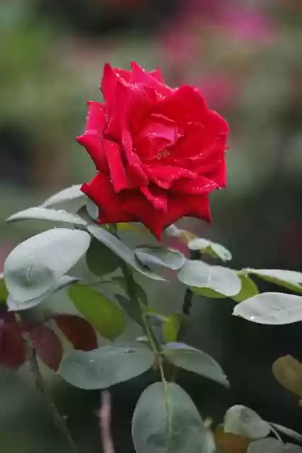Free download flower red rose red flower garden free picture to be edited with GIMP free online image editor