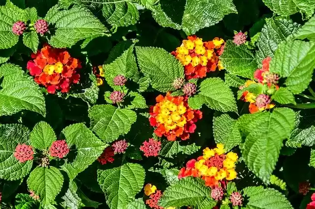 Free download Flower Red Yellow -  free photo or picture to be edited with GIMP online image editor