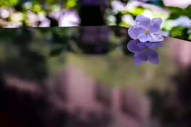 Free download Flower Reflection Bloom -  free photo or picture to be edited with GIMP online image editor