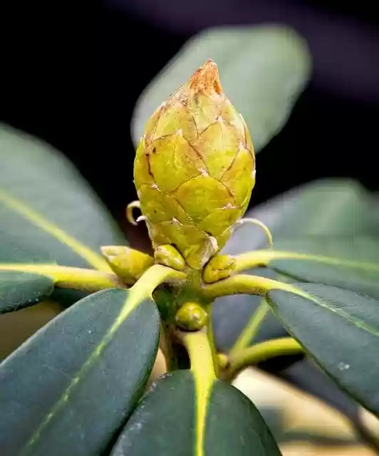 Free download flower rhododendron bud winter free picture to be edited with GIMP free online image editor