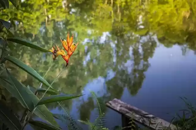 Free download Flower Rio Flowers -  free photo or picture to be edited with GIMP online image editor