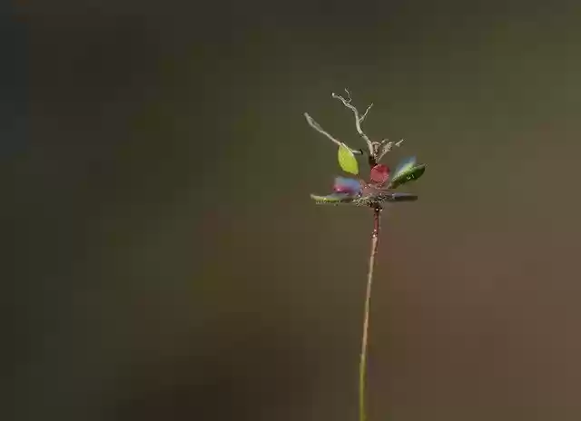 Free download Flower Root Macro -  free photo or picture to be edited with GIMP online image editor