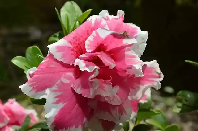 Free download Flower Rosa -  free free photo or picture to be edited with GIMP online image editor