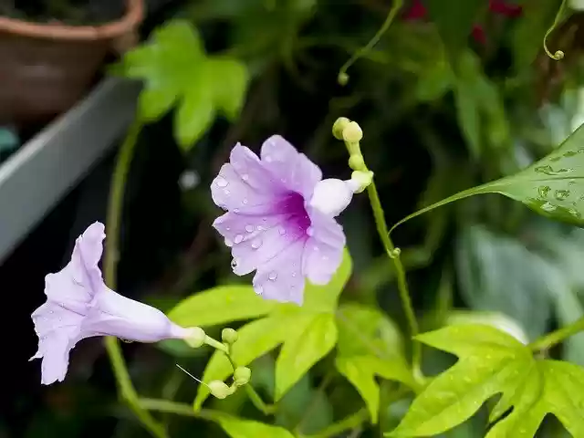 Free download Flower Rosa Drops -  free photo or picture to be edited with GIMP online image editor