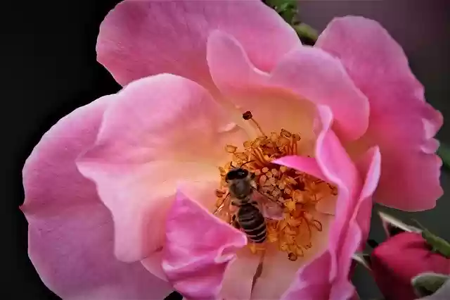 Free download Flower Rose Bee -  free photo or picture to be edited with GIMP online image editor