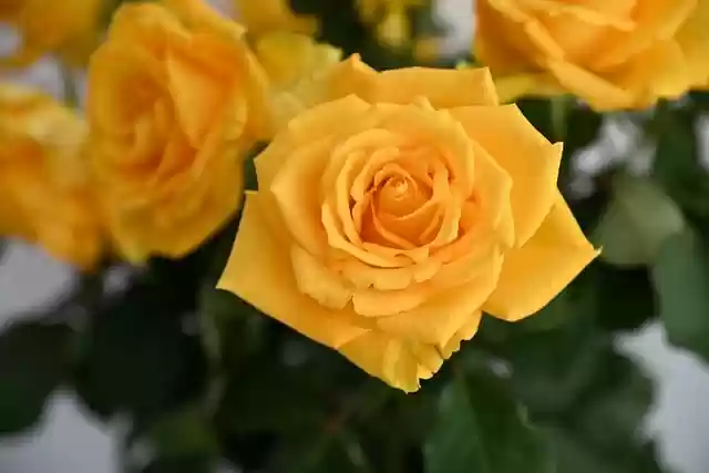 Free download flower rose bloom blossom petals free picture to be edited with GIMP free online image editor