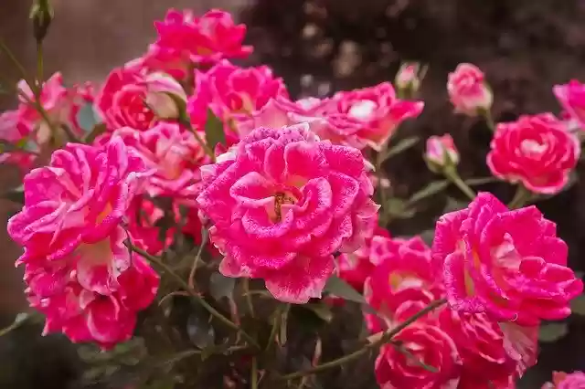 Free download Flower Rose Blossom -  free photo or picture to be edited with GIMP online image editor