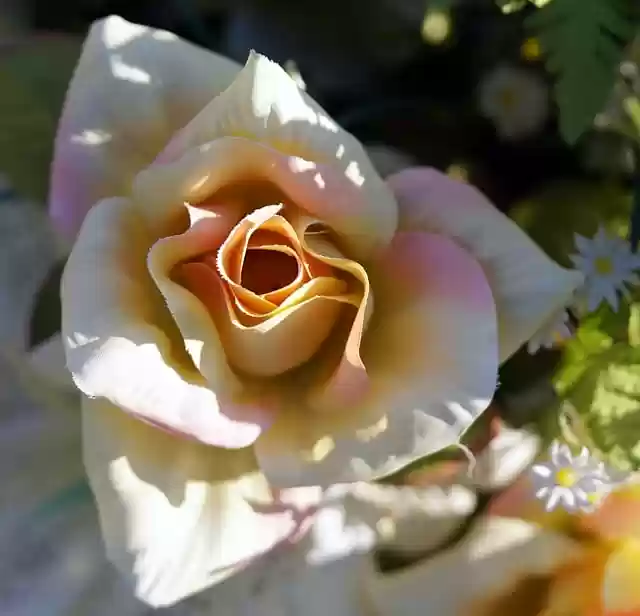 Free download flower rose blossom bloom flora free picture to be edited with GIMP free online image editor