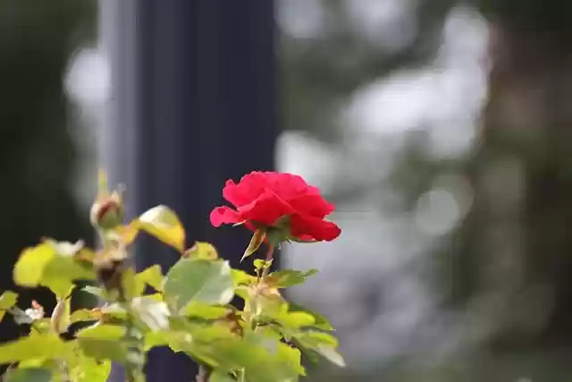 Free download flower rose botanical garden free picture to be edited with GIMP free online image editor