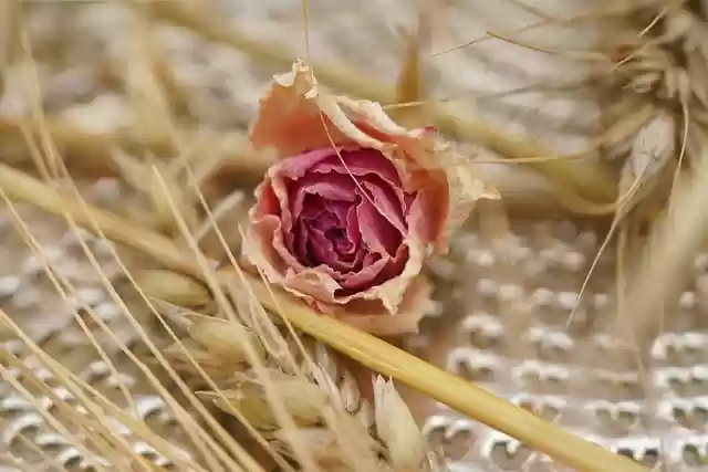 Free download flower rose botany grain spike free picture to be edited with GIMP free online image editor