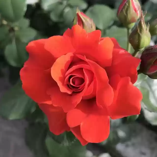 Free download Flower Rose Flowers -  free photo or picture to be edited with GIMP online image editor