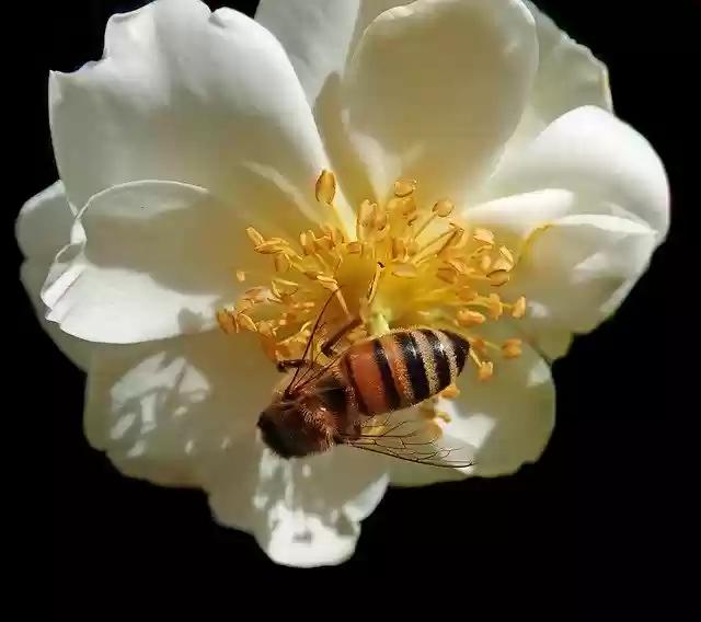 Free download Flower Rose Insect -  free photo or picture to be edited with GIMP online image editor