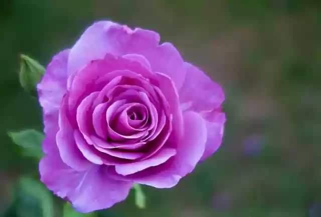 Free download flower rose nature botany bloom free picture to be edited with GIMP free online image editor