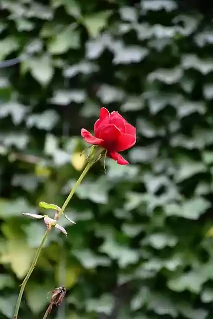 Free download flower rose petals bloom flora free picture to be edited with GIMP free online image editor