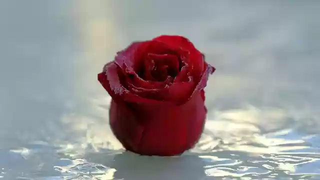 Descărcare gratuită floare trandafir trandafir roșu trandafir floare imagine gratuită pentru a fi editată cu editorul de imagini online gratuit GIMP