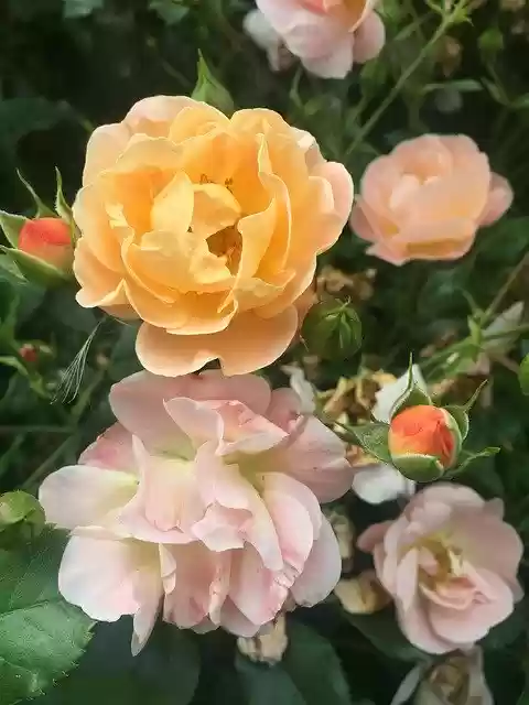 Free download Flower Roses Nature -  free photo or picture to be edited with GIMP online image editor