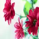 Flowers 2016  screen for extension Chrome web store in OffiDocs Chromium