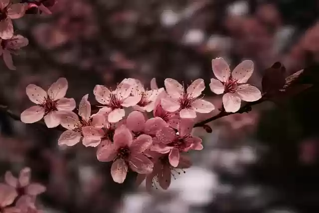 Free download flower sakura cherry blossom petals free picture to be edited with GIMP free online image editor