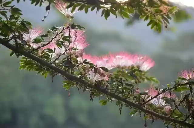 Free download Flowers Amazon Nature -  free photo or picture to be edited with GIMP online image editor