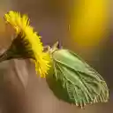 Flowers and butterflies leaves  screen for extension Chrome web store in OffiDocs Chromium