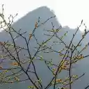 Flowers and Mountains  screen for extension Chrome web store in OffiDocs Chromium