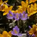 Flowers and purple flowers  screen for extension Chrome web store in OffiDocs Chromium