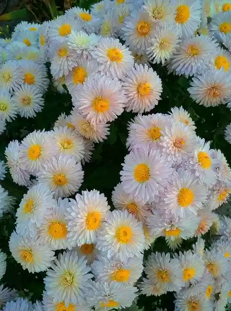 Free download Flowers Autumn -  free photo or picture to be edited with GIMP online image editor