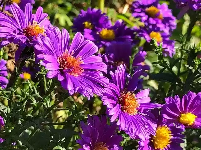 Free download Flowers Autumn Nature -  free photo or picture to be edited with GIMP online image editor