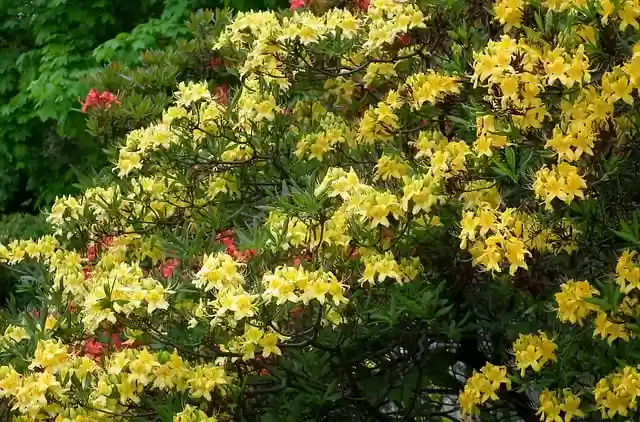 Free download flowers azaleas garden flora free picture to be edited with GIMP free online image editor