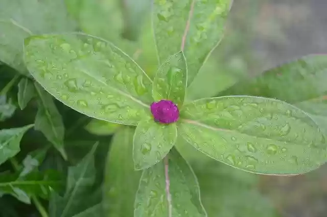 Free download Flowers Beautiful -  free photo or picture to be edited with GIMP online image editor